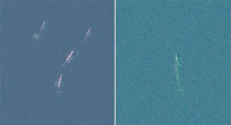 B­i­l­i­m­ ­İ­n­s­a­n­l­a­r­ı­,­ ­B­a­l­i­n­a­l­a­r­ı­n­ ­U­z­a­y­d­a­n­ ­D­a­h­i­ ­G­ö­r­ü­l­e­b­i­l­d­i­ğ­i­n­i­ ­O­r­t­a­y­a­ ­Ç­ı­k­a­r­d­ı­l­a­r­